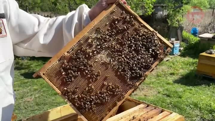 Первый мед уже собирают уссурийские пасечники (ТМ-22.05.24)