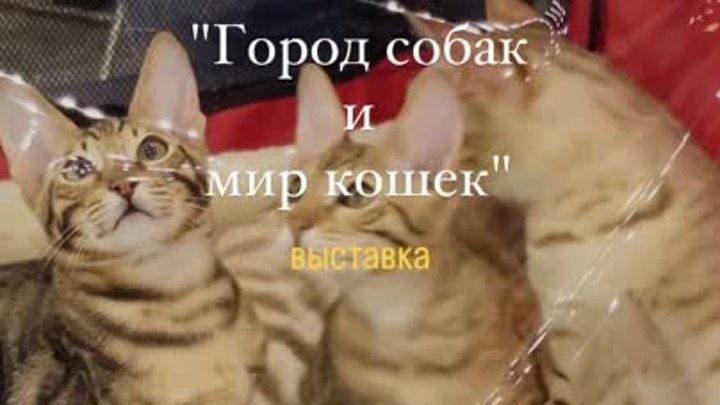 🐾💛 Город собак + Мир кошек, Санкт-Петербург. Крупнейшая на Северо- ...
