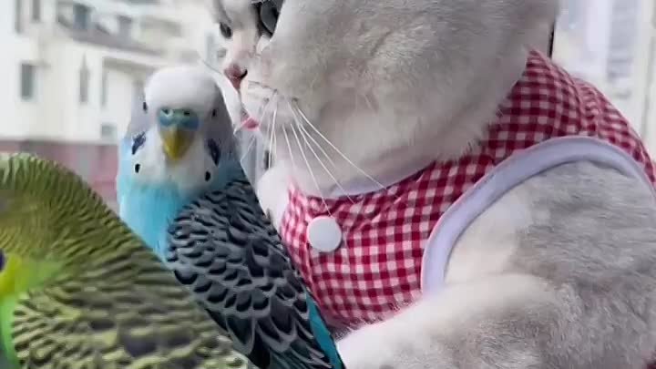Котик и птички