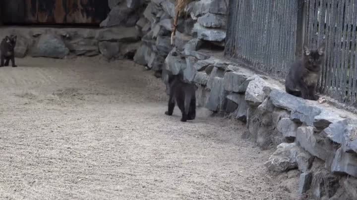 В зоопарке Новосибирска родились камышовые котята.