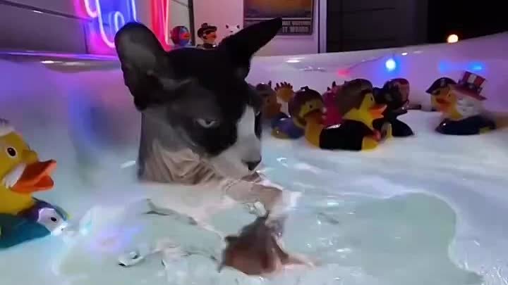 Кошка принимает ванну