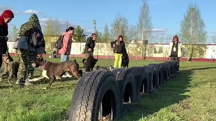 Дрессировка собак в Омске - ОЦССС⁠⁠ (3)