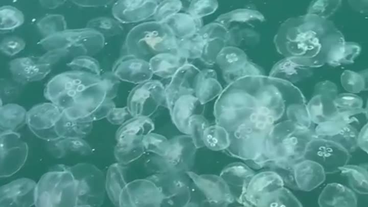 Медузное море появилось в Анапе