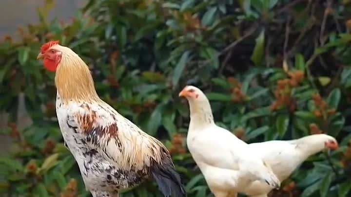 Как же хорошо в деревне летом! 🌳