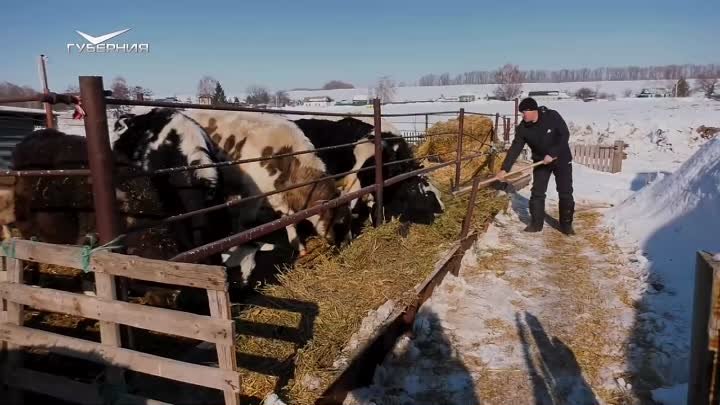 Молочные реки, удойные берега. Агрокурьер