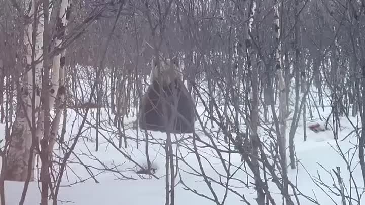 Видео от Мурманск – столица Арктики!