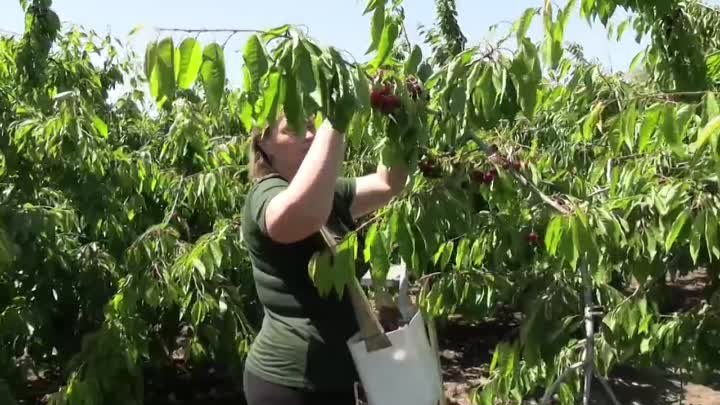 урожай черешни