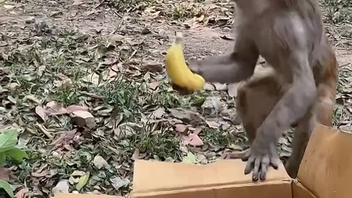 Обезьяны и бананы