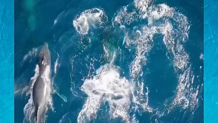 Семья китов!