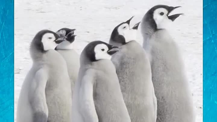 Чудесные жители Антарктиды!