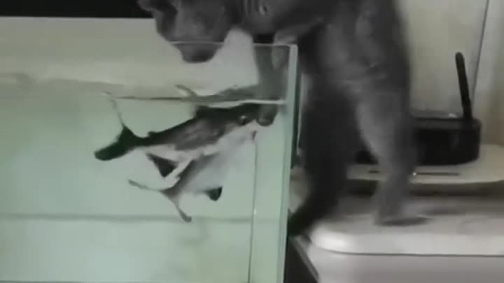 Котик и рыбки 