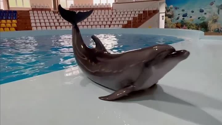 Дельфин танцует брейк-данс
