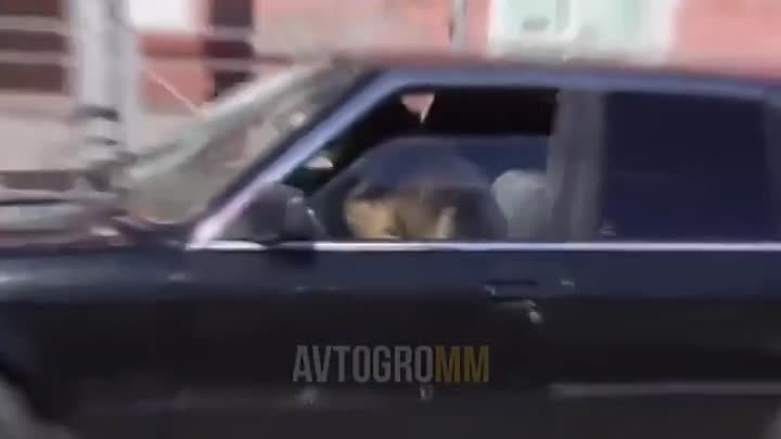 собака за рулём