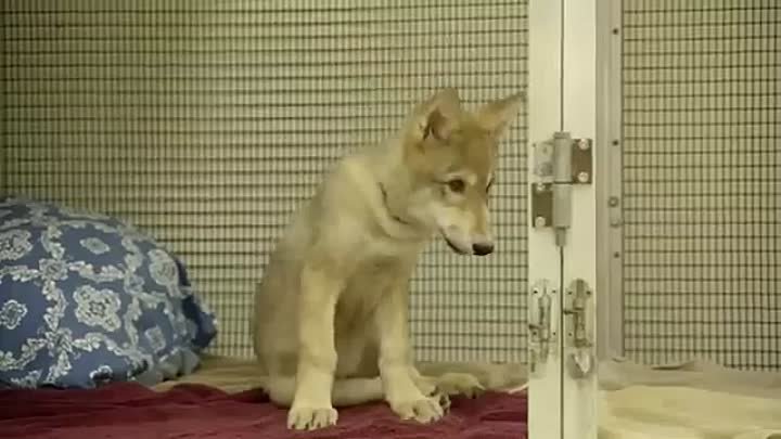 Cute-Baby-Wolf-Puppy-Playing-at-the-San-_74.mp4