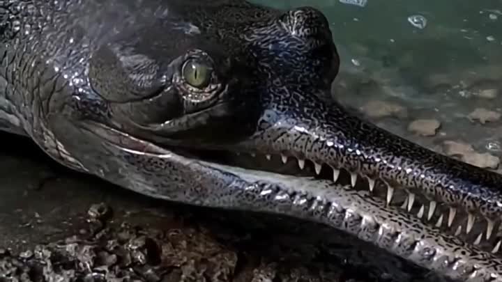 Крокодил Гавиал 