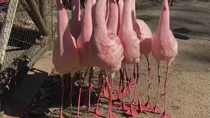 Фламинговый ансамбль 
