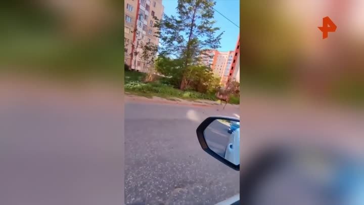 Сбежавший страус спокойно разгуливал по улицам Казани
