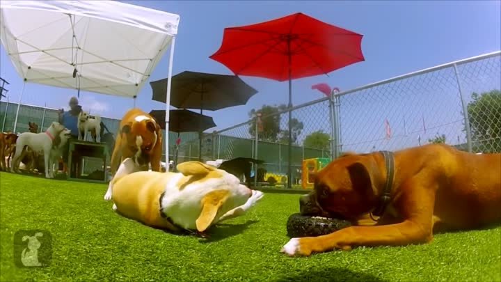 Собаки за игрой - замедленная съемка Веселье с этими замечательными щенками