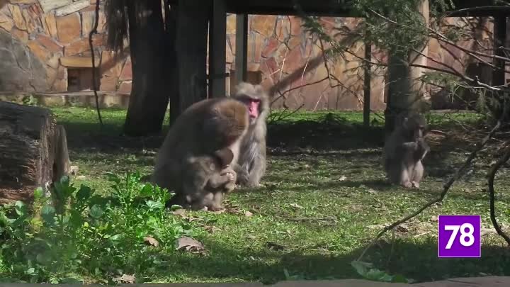 Пополнение в семье японских макак