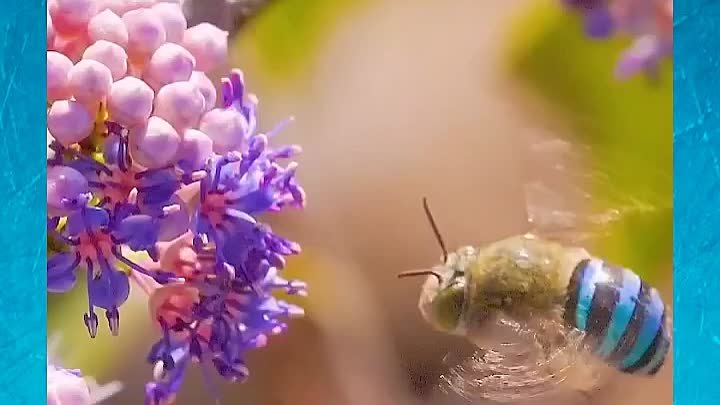 Сине-полосатая пчела 🐝