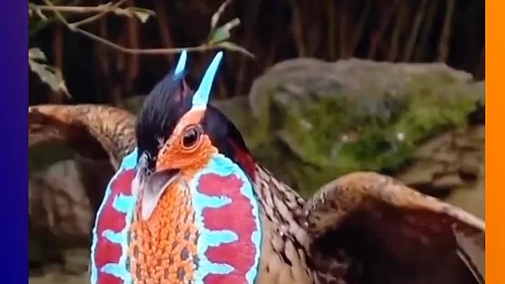 Эта яркая птица оносится к фазановым.
