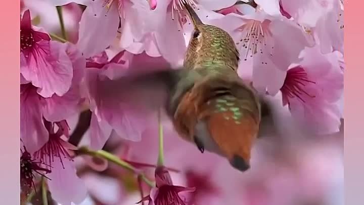 Чудесный колибри!
