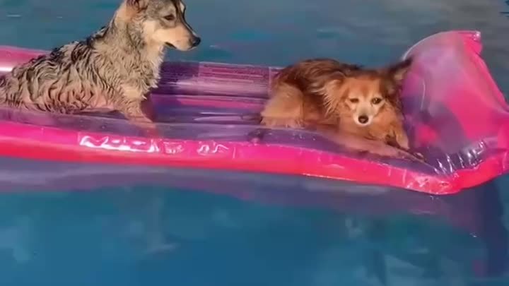 Собаки в бассейне 