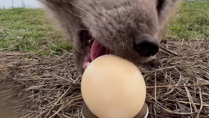 Video by peakwildlifepark