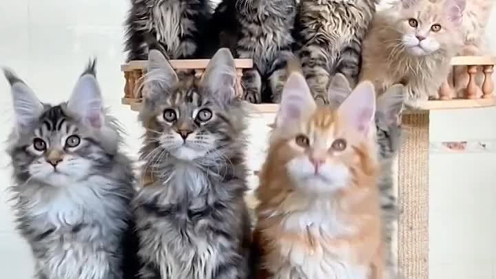 CATS😺 FUNNY CUTE VIDEO 🐾#285