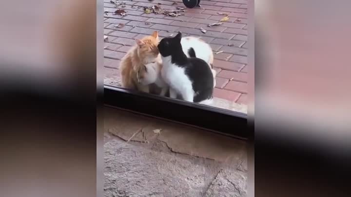 «Я тоже хочу!»_ нахальная кошка напросилась на поцелуи