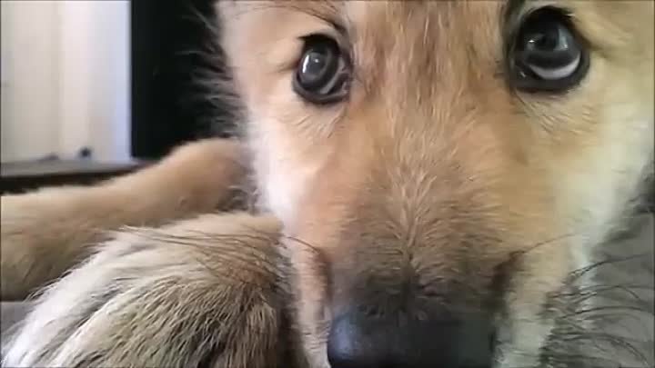 Wolf-Pup-Hiccups-_77.mp4