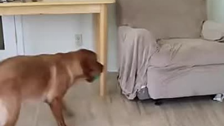 Собака учит кота играть с ней.