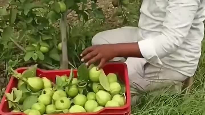 маленькие яблони плодоносят https://ok.ru/housegarden
