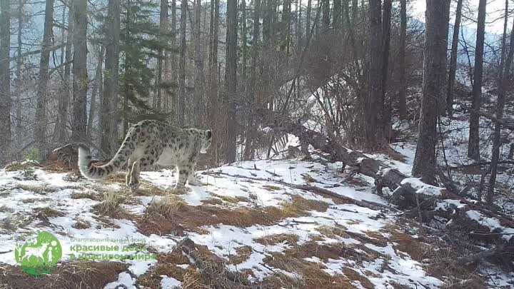 Самец снежного барса на территории Саяно-Шушенского заповедника