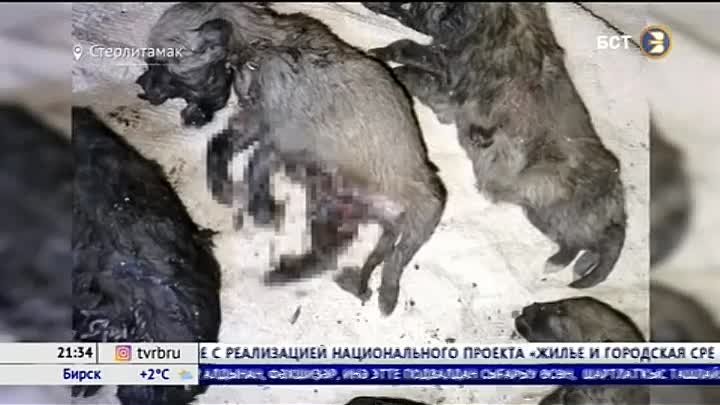 Жестокое убийство щенят в Строймаше