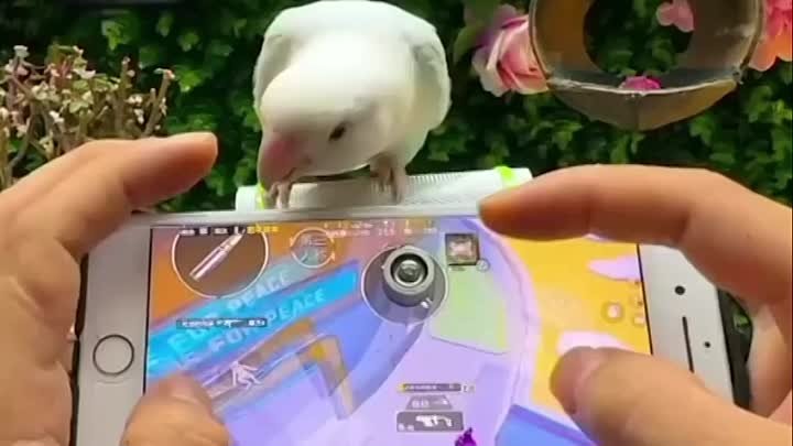 Попугай стреляет в игре