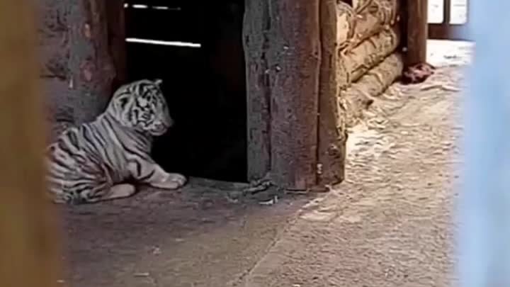 Тигрята в зоопарке