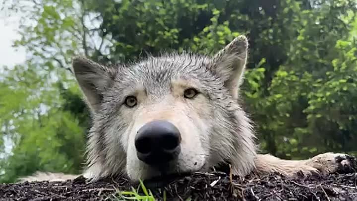 Gray-Wolf-Yearling-Enjoys-Rainy-Spring-D_81.mp4