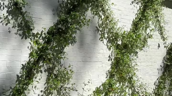 Превращаем стену дома в живое искусство https://ok.ru/housegarden