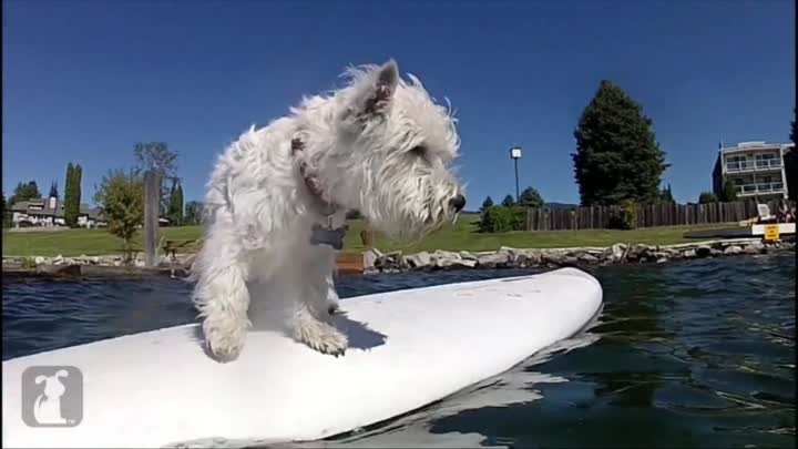 Собака на озере - собака за игрой