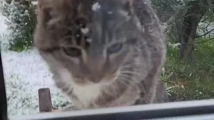Ликино-Дулёвский котейка немного в шоке от снега в мае 😼