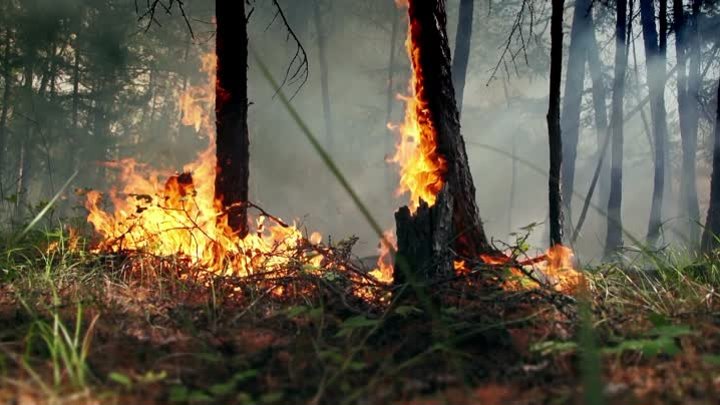 Видеоролик о сбережении лесных ресурсов России