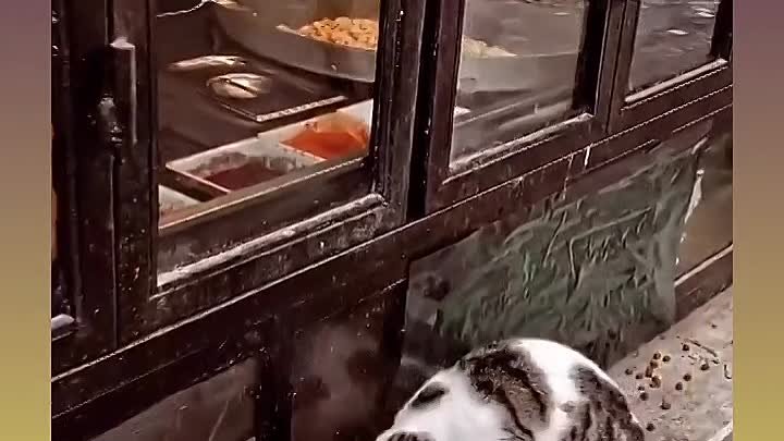 В Турции котики знают, что их накормят в любом ларьке!