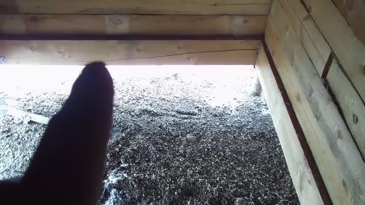 Сибирски- кедр