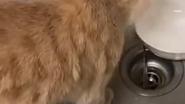 Кот играет с ложкой в раковине
