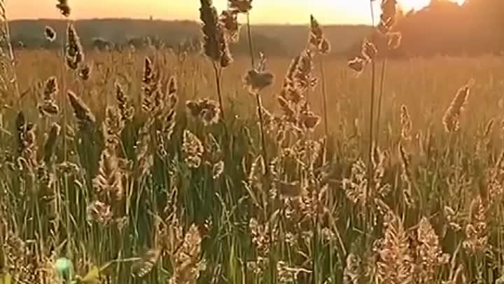 VID_20240509_081148_592.mp4