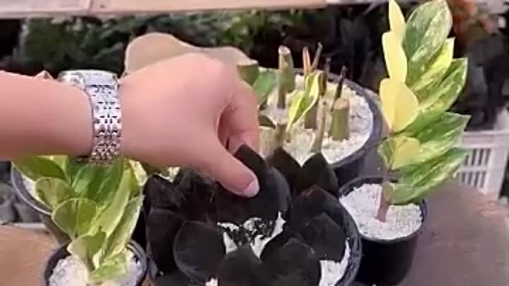 Video_by_Florida_комнатные_растения_домашние_цветы.mp4