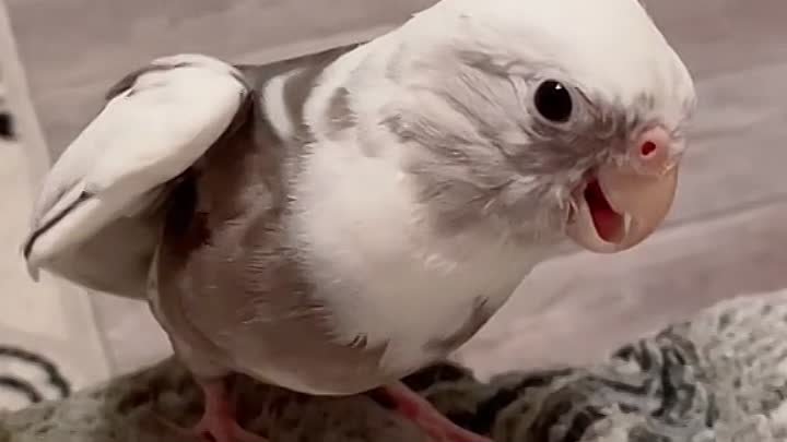 Попугай корелла смеется 