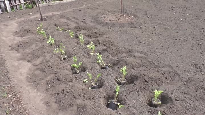Высаживаю рассаду корневого сельдерея на грядку