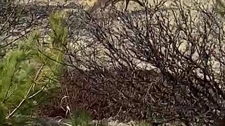 Лиса верхолазка живет на севере Сахалина.